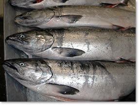 Alaska King Salmon