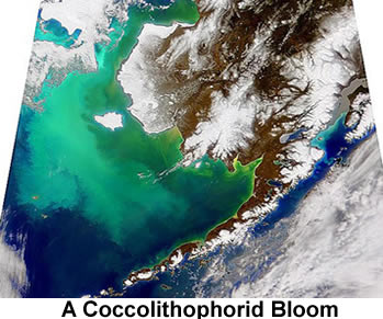 Coccolithophorid Bloom