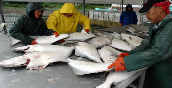 Sorting Halibut