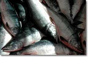 Overfishing