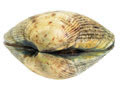clam