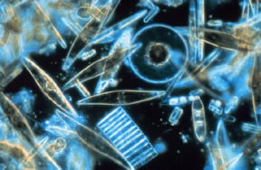 Diatoms