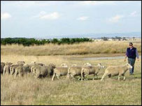 Australia Farm