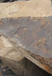 Alaska Fossils