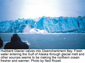 Do Alaska’s melting glaciers make for bad oysters?