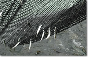 Herring