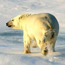 A new government report says that fewer polar bears cubs are surviving in the south Beaufort Sea off Alaska's northern coast.