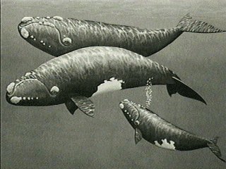 Right Whales