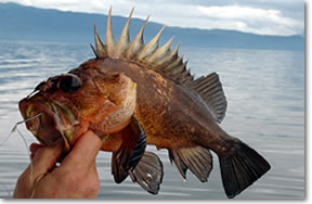 Rockfish