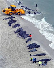 Over 40 pilot whales have died in a mass beaching in northern New Zealand on Friday.
