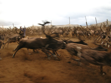 Reindeer Research