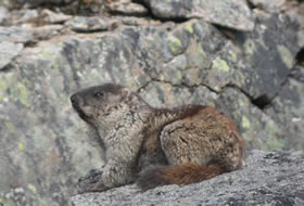 One million dollars or a summer in the hills chasing Alaska marmots? Not many people have to make this choice, but Aren Gunderson is not like most people.