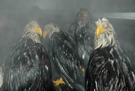 The bald eagles soaked in fish guts last week are recovering in a local warehouse.