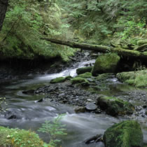 Over 3 million acres in the Tongass National Forest in Alaska is opening to logging, mining and road building under a new Bush administration decision that supporters say will revive Alaska's timber industry but environmentalists fear will devastate the forest.