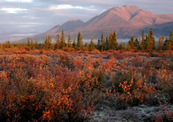 ANWR Alaska
