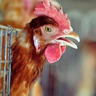 Dr. David Nabarro, the Senior UN System Coordinator for Avian and Human Influenza, says that despite significant progress in the past year to combat the global spread of deadly bird flu, it remains a very real threat particularly in Africa.
