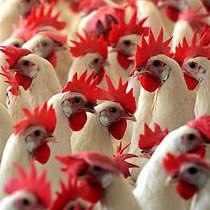 Bird flu has popped up again in chickens and ducks in Vietnam and Asian countries are scrambling to limit its spread.