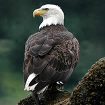 Bald Eagle To Come Off Endangered List