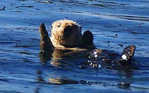 A conservation group filed a lawsuit Tuesday in federal district court in Washington, DC, seeking more protection for sea otters in Alaska.