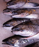 Salmon
