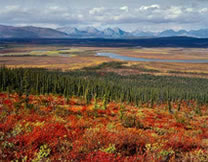 Denali