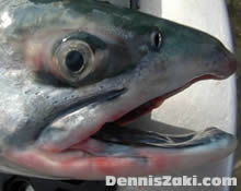 King Salmon Alaska