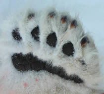 polar bear