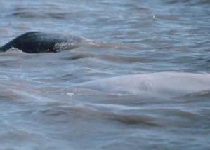 A beluga mother whale and her gray calf in Cook Inlet.