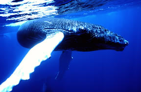 Japan is going to hunt 50 humpback whales this fall despite a global moratorium on commercial whaling.
