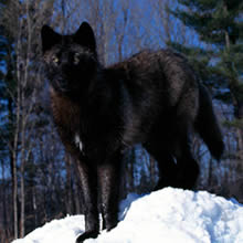 A black wolf, which may be one locally known as Romeo, grabbed a small dog Tuesday morning at Mendenhall Lake and disappeared into the woods.