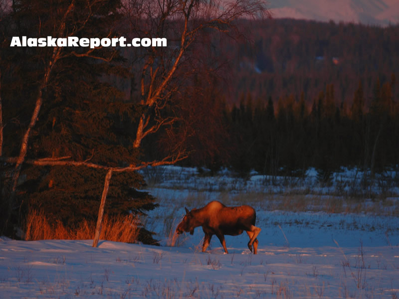 Alaska Moose in Kenai, Alaska