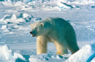 Polar bears may lose their ice habitat, but how about that new shipping lane?