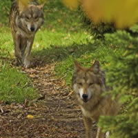 State Superior Court Judge Bill Morse has ordered Alaska to stop paying pilots and aerial gunners to kill wolves. The judge said the cash payments are bounties, and the state Department of Fish and Game didn't have legal authority to offer them.