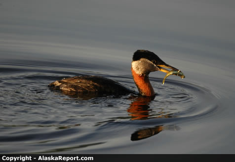 Red-necked Grebe