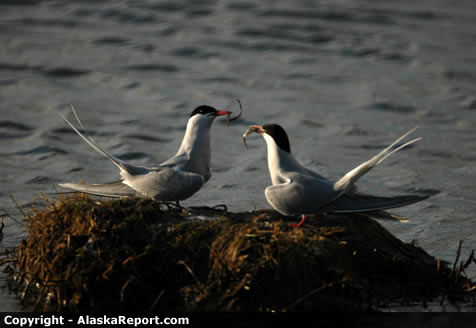 Arctic Terns