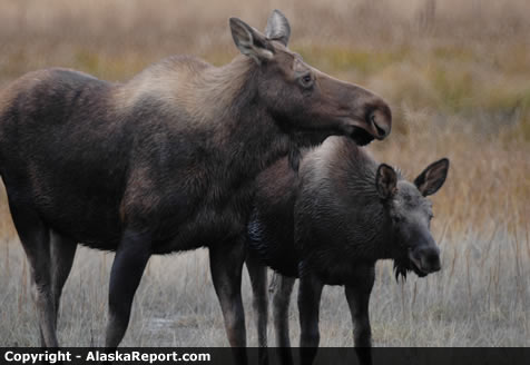 Moose