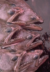 At stake is world's biggest fishery (pollock), the waters with 60 percent of the 9.6 billion pounds landed in the last year in the entire United States, the ocean with seven of the top 20 U.S. ports.