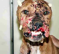 Atlanta Falcons quarterback Michael Vick has been indicted on federal charges for an alleged dogfighting ring at a property he owned in Smithfield, Virginia.