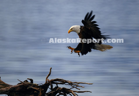 Bald Eagle