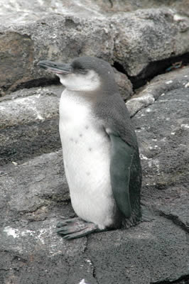 Galapagos Penguin