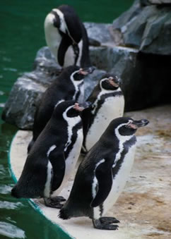 Penguins, those well-dressed fish-eating, deep-diving birds of the Far South, have ventured into Alaska waters more than once.