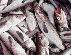 The warming ocean off Alaska's vast coast has triggered an unprecedented ecological seachange that began in the late 1970s and has continued into the new century.