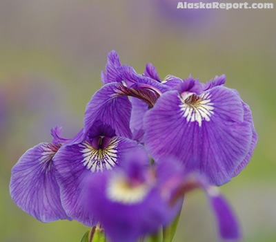 Iris