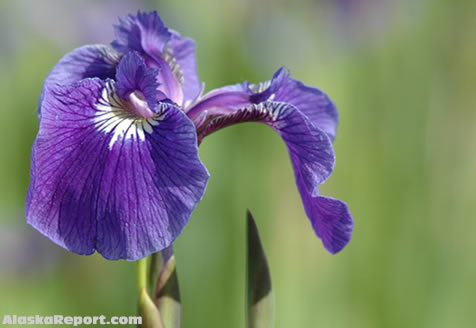 Purple Iris