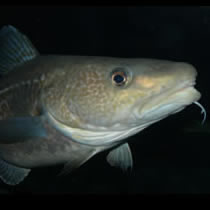 The Alaska Fisheries Development Foundation (AFDF) has partnered with industry stakeholders and begun the process of certifying all sectors of the Pacific cod fishery in Alaska as sustainably managed.