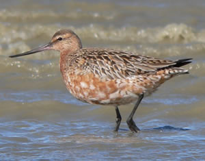 Bar-tailed godwit
