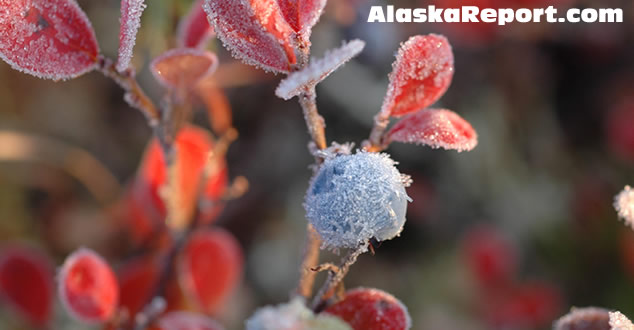 Frozen blueberry in Denali National Park - September 3rd, 2007