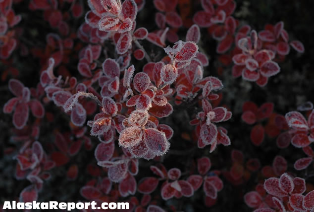 Frost on blueberry bushes in Denali National Park - September 3rd, 2007