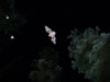 BAT