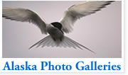 Photo Gallery